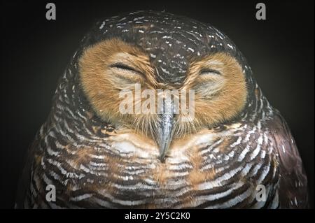 Strix Seloputo alias gepunktete Holzeule. Close-up-Kopfporträt der schlafenden Eule. Lustiger Look. Stockfoto