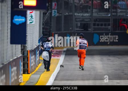 Singapur, Singapur. September 2024. Eine Echse auf der Rennstrecke während des Formel 1 Grand Prix 2024 in Singapur, 18. Runde der Formel 1 Weltmeisterschaft 2024 vom 20. Bis 22. September 2024 auf dem Marina Bay Circuit in Singapur, Singapur - Foto Florent Gooden/DPPI Credit: DPPI Media/Alamy Live News Stockfoto