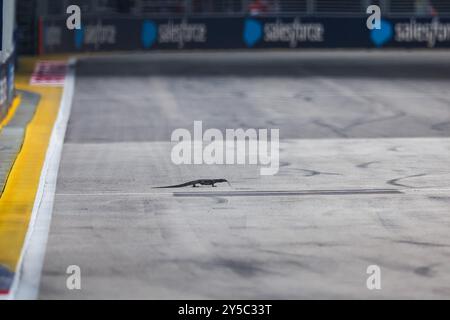 Singapur, Singapur. September 2024. Eine Echse auf der Rennstrecke während des Formel 1 Grand Prix 2024 in Singapur, 18. Runde der Formel 1 Weltmeisterschaft 2024 vom 20. Bis 22. September 2024 auf dem Marina Bay Circuit in Singapur, Singapur - Foto Florent Gooden/DPPI Credit: DPPI Media/Alamy Live News Stockfoto