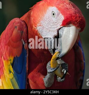 Scharlachroter Ara alias Ara macao oder Ara arakanga mit Futter in Klauen. Fantastischer bunter Papagei im ZOO Lesna in Tschechien. Exotischer Vogel. Stockfoto