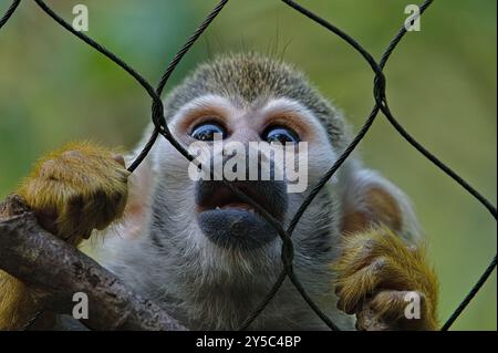 Saimiri sciureus auch bekannt als gewöhnlicher Eichhörnchenaffe. Nahaufnahme des Kopfporträts. Trauriger Blick hinter den Zaun. Das Leben in Gefangenschaft. Stockfoto