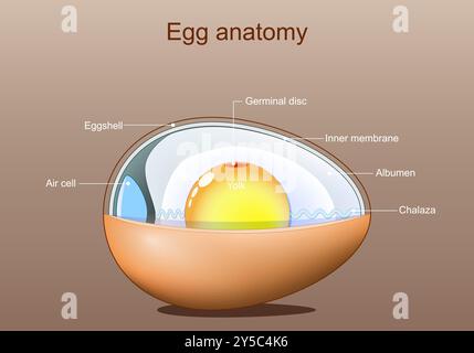 Die Eianatomie. Zur Struktur des Vogeleis. Vektorabbildung. Schematische Darstellung. Detailliertes Poster. Stock Vektor