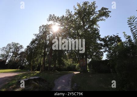 21. September 2024, Thüringen, Weimar: Die Sonne scheint durch Laubbäume im Park des Schlosses Belvedere. Mildes Herbstwetter wird auch für die nächsten Tage prognostiziert. Foto: Bodo Schackow/dpa Stockfoto