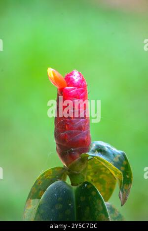 Roter Rohrstock ( Costus woodsonii ) - Uganda Stockfoto
