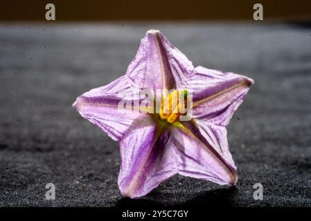 Auberginen-Blume ( Solanum melongena ) - Uganda Stockfoto