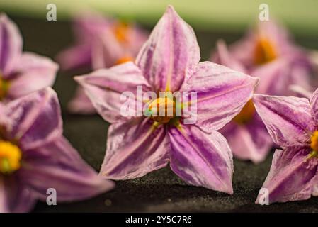 Auberginen-Blume ( Solanum melongena ) - Uganda Stockfoto