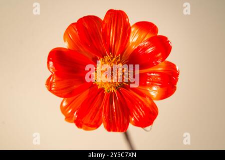Mexikanische Sonnenblume ( Tithonia rotundifolia ) - Uganda Stockfoto