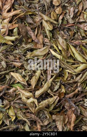 Haufen lufttrocknender frischer Curryplätter zur Konservierung und Lagerung für die langfristige Verwendung, im Vollformathintergrund aufgenommen, aromatisches und aromatisches Kraut, das in Cur verwendet wird Stockfoto