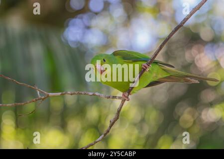 Standsittich oder Periquito-Rico-Vogel des Atlantischen Waldes - Südosten Brasiliens - Südamerika (Brotogeris tirica) Stockfoto