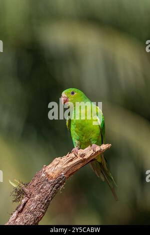 Standsittich oder Periquito-Rico-Vogel des Atlantischen Waldes - Südosten Brasiliens - Südamerika (Brotogeris tirica) Stockfoto