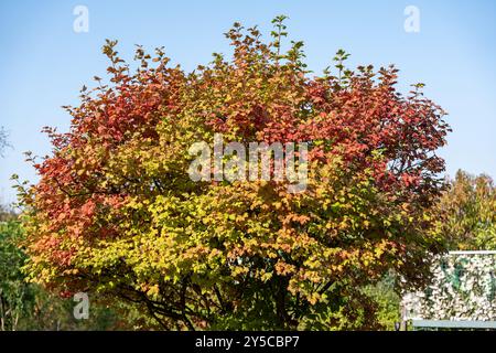 Ein Baum mit gelben und roten Blättern. Der Baum ist in einem Park Stockfoto