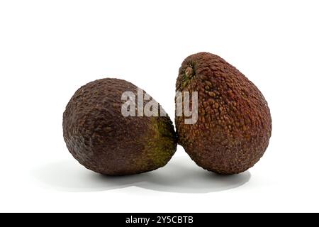 Zwei Avocados sitzen auf weißem Hintergrund. Sie sind reif und bereit zu essen. Die Avocados stehen nebeneinander, mit einem leicht großen Stockfoto