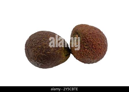 Zwei Avocados sitzen auf weißem Hintergrund. Beide sind braun und haben ein leicht verschwommenes Aussehen Stockfoto