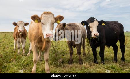 Inquisitve Rinder auf einem Feld auf dem Orkney Festland. Stockfoto