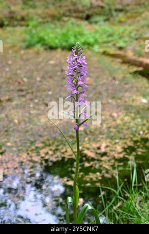 Dactylorhiza elata (Orchis elata) ist ein ausdauerndes Kraut, das im westlichen Mittelmeerraum beheimatet ist. Dieses Foto wurde in Sierra Nev aufgenommen Stockfoto