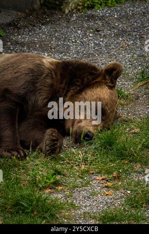 Bär in der Bärengrube in Bern, Schweiz. Bär ist ein Symbol der Stadt Bern Stockfoto