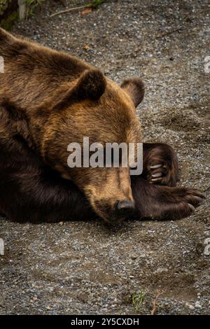 Bär in der Bärengrube in Bern, Schweiz. Bär ist ein Symbol der Stadt Bern Stockfoto