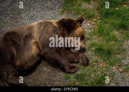 Bär in der Bärengrube in Bern, Schweiz. Bär ist ein Symbol der Stadt Bern Stockfoto