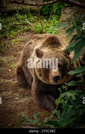 Bär in der Bärengrube in Bern, Schweiz. Bär ist ein Symbol der Stadt Bern Stockfoto