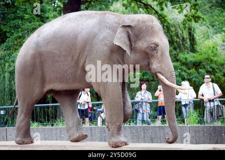 Berlin, Deutschland, 21. Juli 2009, ein asiatischer Elefant schlendert durch die Pfade des Berliner Zoos, während Besucher mit Begeisterung beobachten. Stockfoto