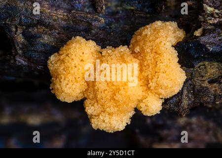 Himbeerschleimform, Tubifera ferruginosa, entwickeln Sporangien auf totem Stumpf, Horner Woods, Somerset, Großbritannien Stockfoto