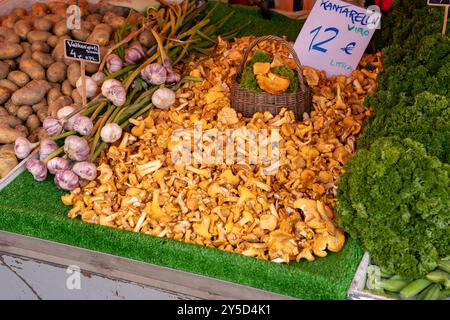 Helsinki, Finnland - 07.11.2024: Goldene Pfifferlinge (Cantharellus cibarius) auf dem Helsinki Market Square (Kauppatori) Stockfoto