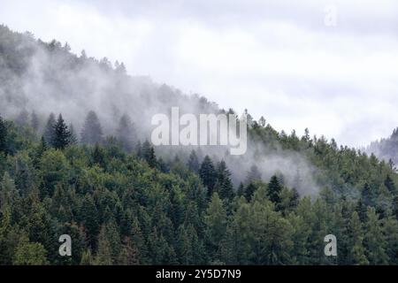 Nebel auf dem Berg vor dem Regen Stockfoto