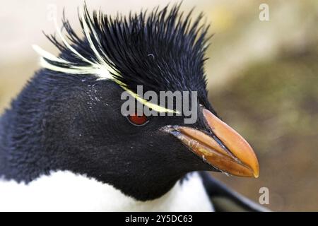 Rockhopper Penguin (Eudyptes chrysochome), Porträt auf Sounders Island, Falkland, Sounders Island, Falklandinseln, Antarktis, Südamerika Stockfoto