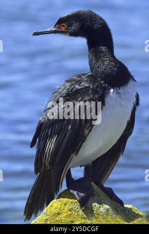 Felsenkormoran auf der Schlachtinsel, auf Felsen sitzend, Falklandinseln (Phalacrocorax magellanicus), Falklandinseln, Antarktis, Südamerika Stockfoto