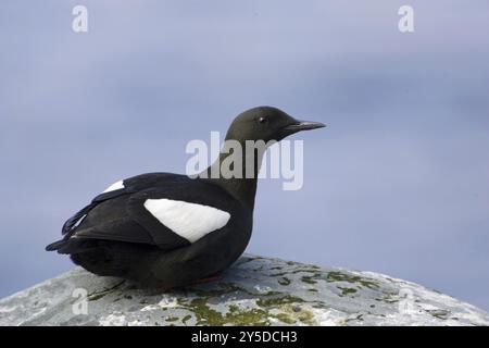 Ruhende schwarze guillemot (Cepphus grylle), ruhend auf Felsen, Europa, Norwegen, Varanger, Alcids, Varanger, Norwegen, Europa Stockfoto