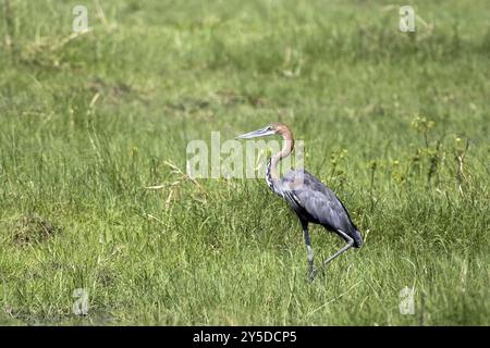 Goliath-Reiher, (Ardea goliath) Goliath-Reiher auf der Suche nach Beute, Caprivi, Namibia, Afrika, Afriken, Afrika Stockfoto