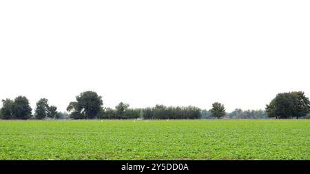 Agrarlandschaft, Hintergrund für Präsentation, Platz für Titel, Text, weißer Hintergrund. Stockfoto