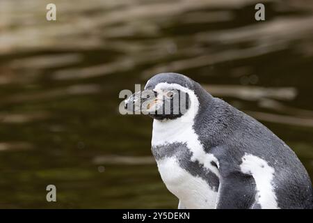 Humboldt-Pinguin ernährt sich von Fischen und Tintenfischen. Häufig an den Küsten Chiles und Perus zu finden. Stockfoto