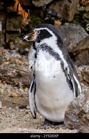 Humboldt-Pinguin ernährt sich von Fischen und Tintenfischen. Häufig an den Küsten Chiles und Perus zu finden. Stockfoto