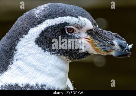 Humboldt-Pinguin ernährt sich von Fischen und Tintenfischen. Häufig an den Küsten Chiles und Perus zu finden. Stockfoto