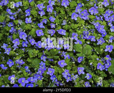 Gamander speedwell, Veronica Chamaedrys, Bird's Eye speedwell, Germander speedwell Stockfoto