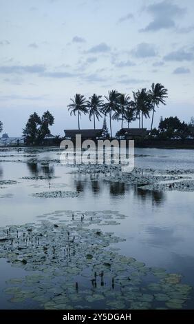 Lotus-Teich in candidasa bali indonesien Stockfoto