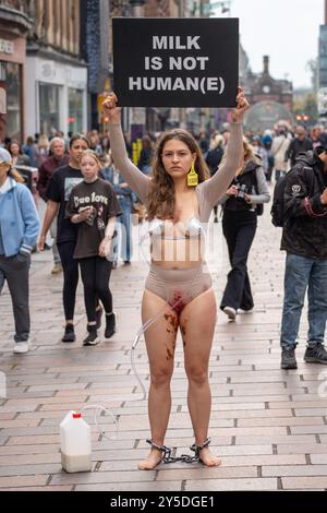 Glasgow, Schottland, Großbritannien. September 2024. „Dairy is not human(e)“-Demonstration, um die Vorstellung, dass Tiere Waren sind, in Frage zu stellen. Performancekunst, in der Frauen von Maschinen „gemolken“ werden und den Zuschauern erklärt wird, dass sie jedes Jahr künstlich befruchtet werden, um den Milchbedarf zu decken. Gutschrift R.. Gass/Alamy Live News Stockfoto