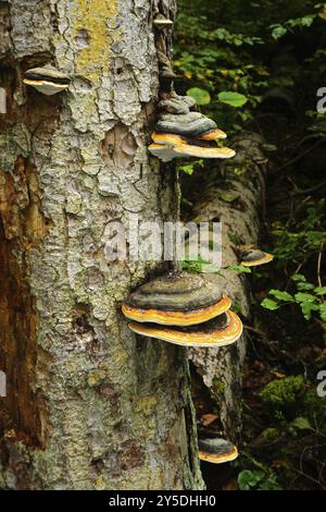 Rotrandiger Baumschwamm, Fomitopsis pinicola, Rotbandpilz, Rotbandpolypore, Rotbandhalterung, roträngige Polypore Stockfoto