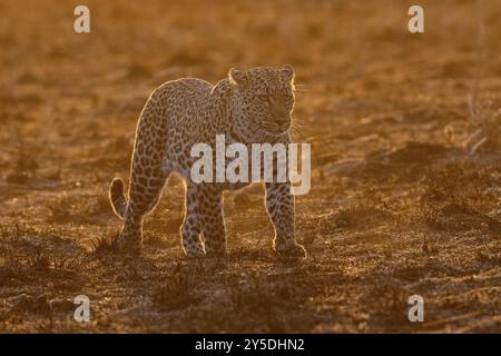 Ein Leopard im Morgenlicht läuft durch die Savanne Stockfoto