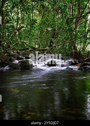 Ein kleiner Bach, der in einem Panama-Wald fließt Stockfoto