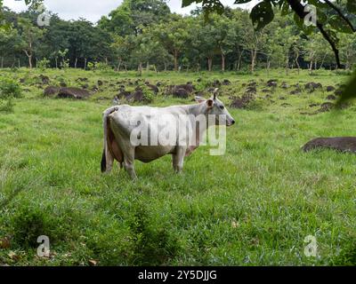 Kuh auf einer Weide in Chiriquí, Panama Stockfoto