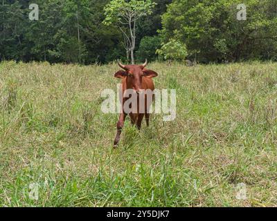 Kuh auf einer Weide in Chiriquí, Panama Stockfoto