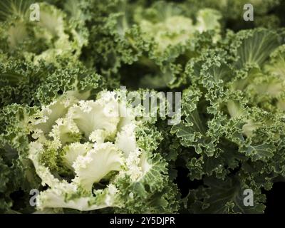 Zierkohl mit lockigen Blättern in Grün und Hellgrün Stockfoto