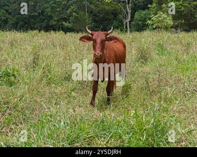 Kuh auf einer Weide in Chiriquí, Panama Stockfoto