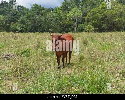 Kuh auf einer Weide in Chiriquí, Panama Stockfoto