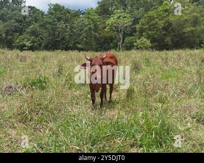 Kuh auf einer Weide in Chiriquí, Panama Stockfoto