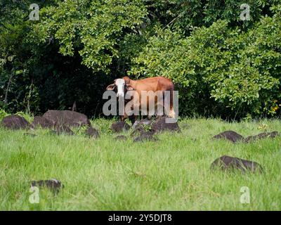 Kuh auf einer Weide in Chiriquí, Panama Stockfoto