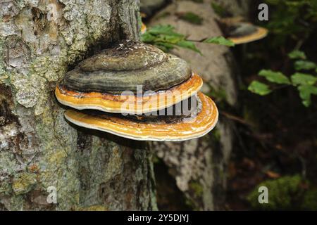 Rotrandiger Baumschwamm, Fomitopsis pinicola, Rotbandpilz, Rotbandpolypore, Rotbandhalterung, roträngige Polypore Stockfoto