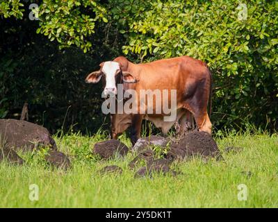 Kuh auf einer Weide in Chiriquí, Panama Stockfoto